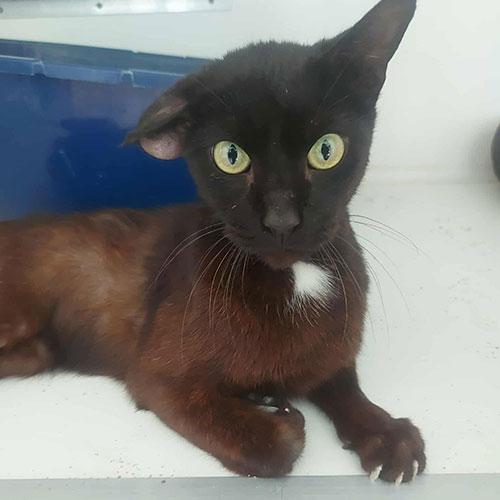 Bagheera