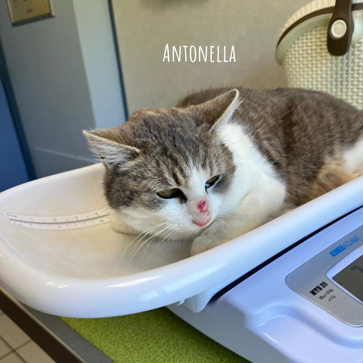 Antonella