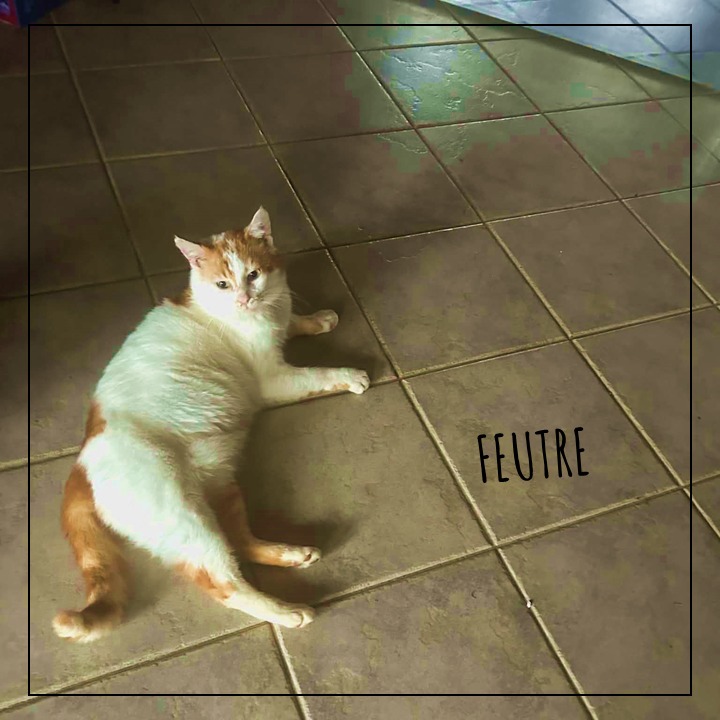 Feutre