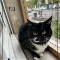 Luce