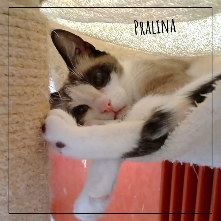 Pralina