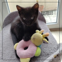 Bastille