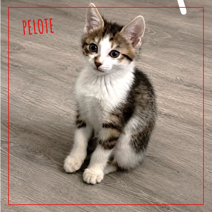 Pelote