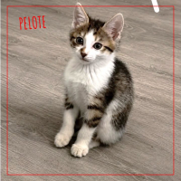Pelote