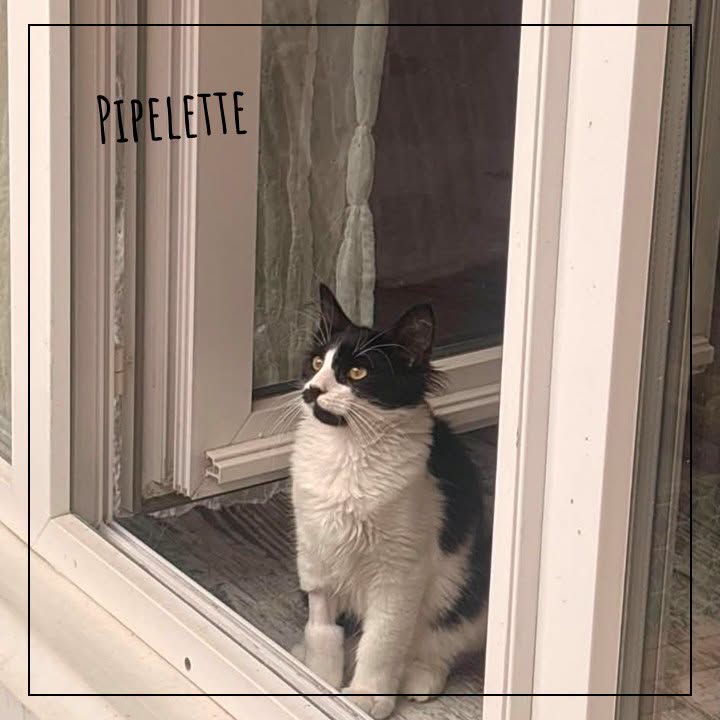 Pipelette