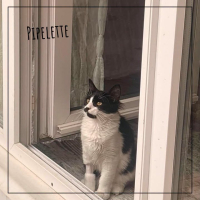 Pipelette