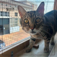 MUFFY
