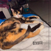 Biscotte
