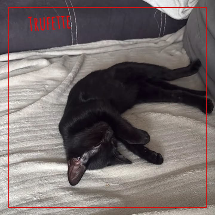 Trufette