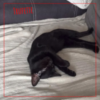 Trufette