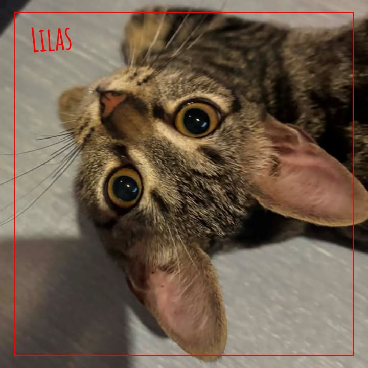 Lilas