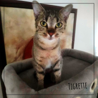 Tigrette
