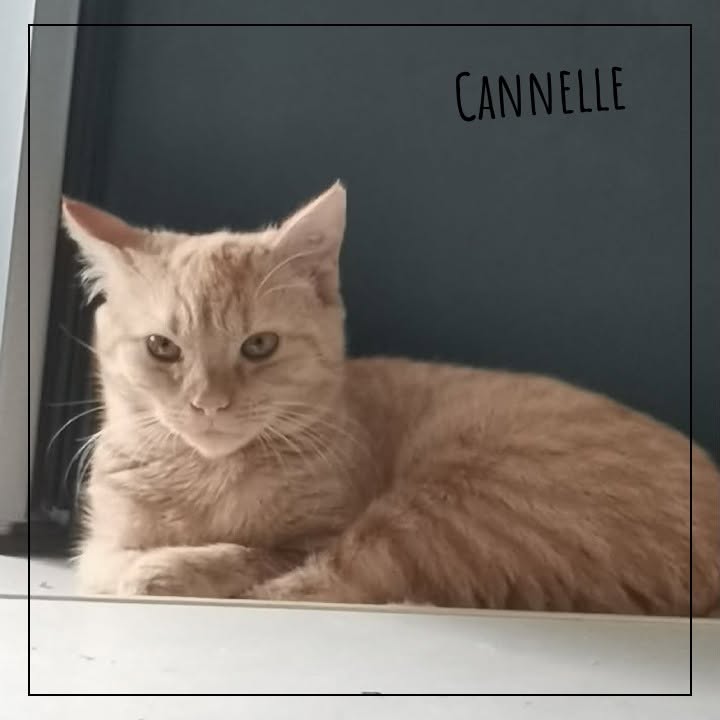 Cannelle