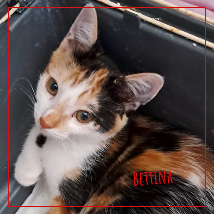 Bettina