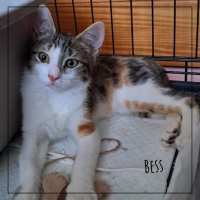 Bess