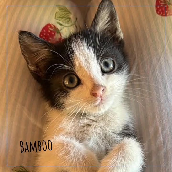 Bamboo