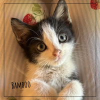 Bamboo