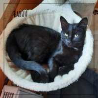 Babou