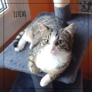 LITCHI