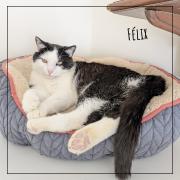 felix