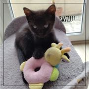 bastille