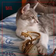 basil